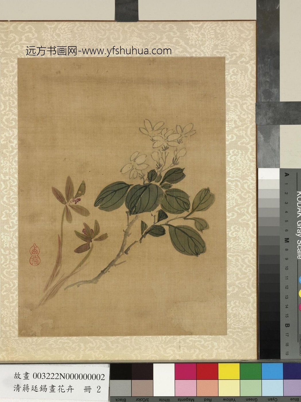清_蒋廷锡_花卉册　兰花栀子花